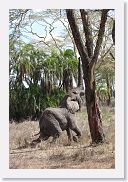 14SerengetiDayGameDrive - 186 * We watched this Elephant for a long time. He was convinced that the best Acacia leaves were the one's just beyond the reach of his trunk.